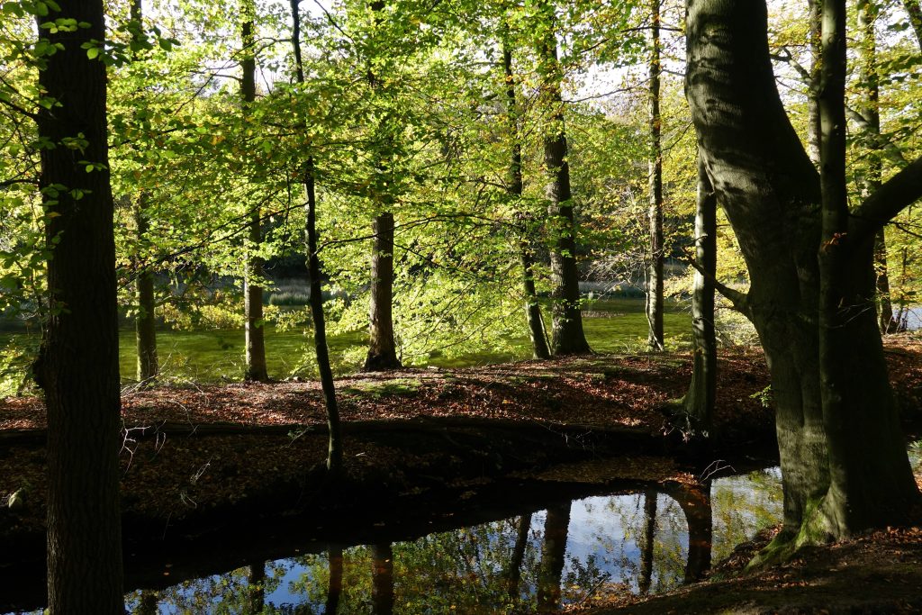 loofbomen in het bos aan een vennetje